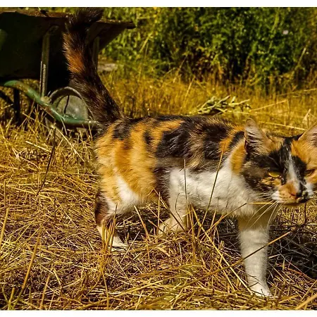 Bosc Проживание в семье Лозерт