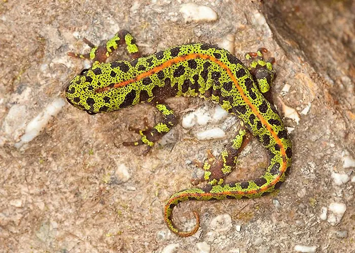 Bosc Проживание в семье *