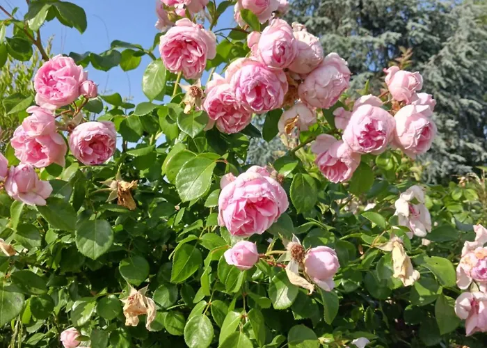 Bosc Проживание в семье