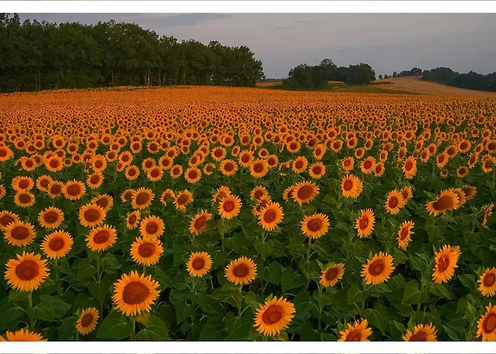 Проживание в семье Bosc *