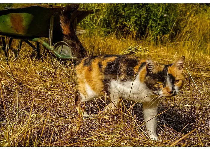 Bosc Проживание в семье Лозерт