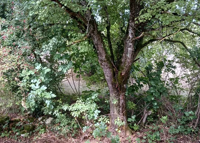 Проживание в семье Bosc Лозерт