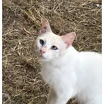 Bosc Лозерт