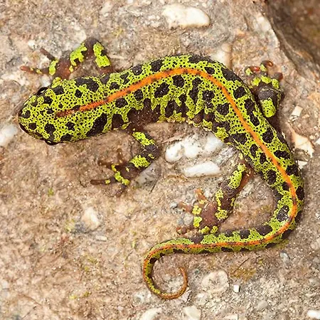 Bosc בית אירוח *