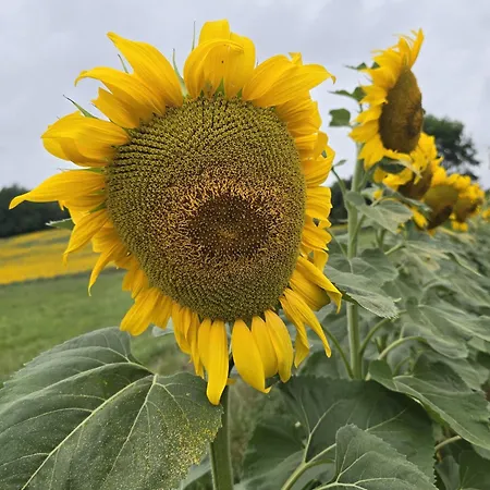 בית אירוח Bosc
