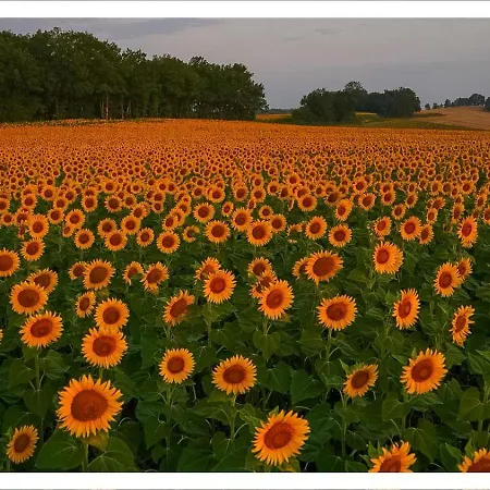 בית אירוח Bosc *