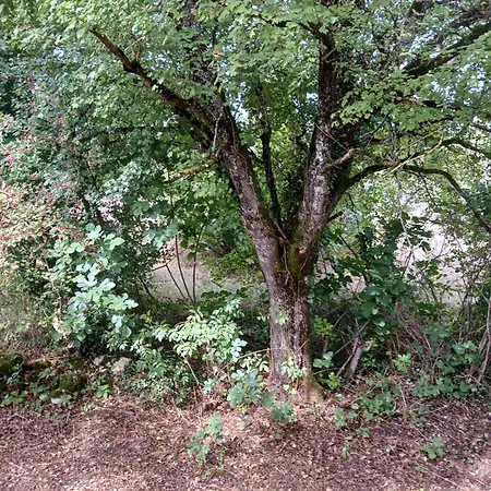 בית אירוח Bosc לוזרט