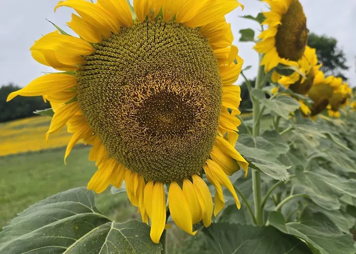 Rum i privatbostad Bosc